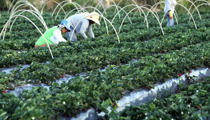  Finep anuncia parceria de R$ 74,9 milhões para a agricultura familiar 